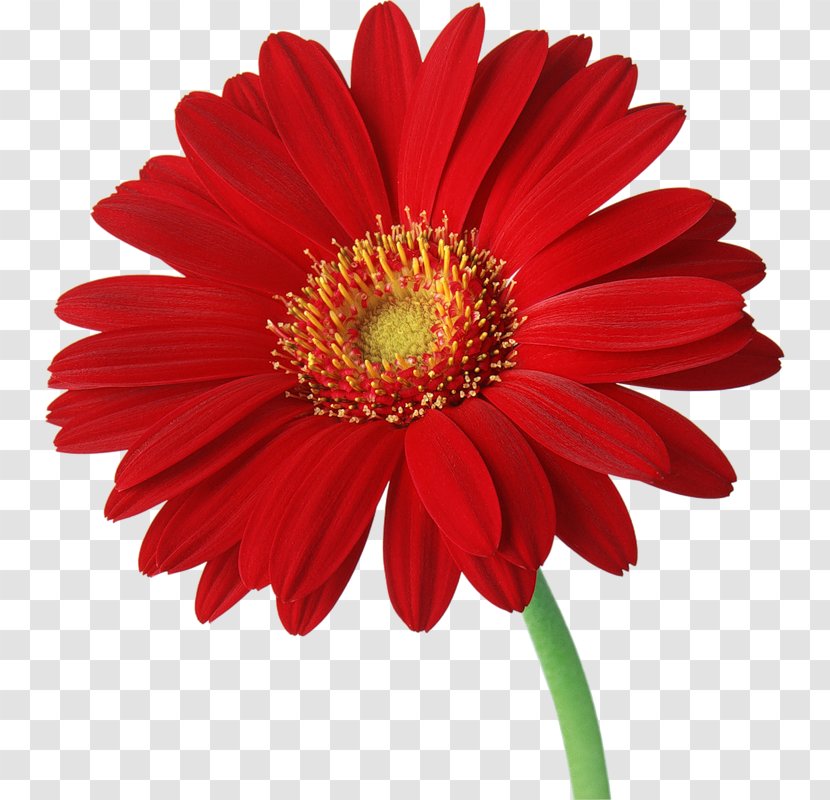 Transvaal Daisy Common Clip Art - Marguerite - Gerbera Transparent Background Transparent PNG