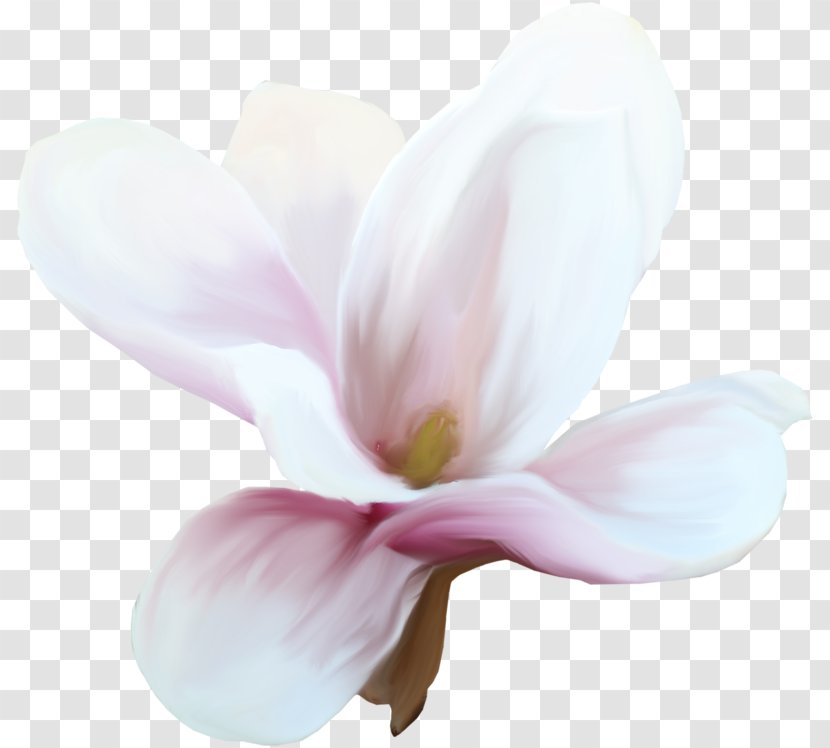 Clip Art - Flowering Plant - Joanna Gaines Transparent PNG