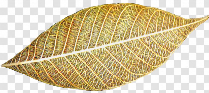 North Arrow Background - Leaf - Plant Transparent PNG