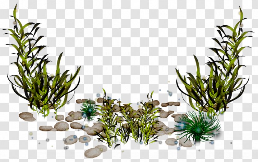 Algae Photography Clip Art - Tree - Seaweed Transparent PNG