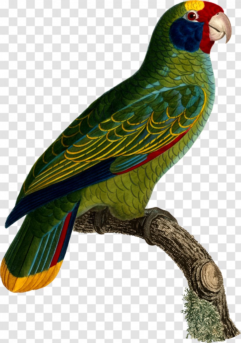 Budgerigar Parrot Lovebird Loriini - Fauna Transparent PNG