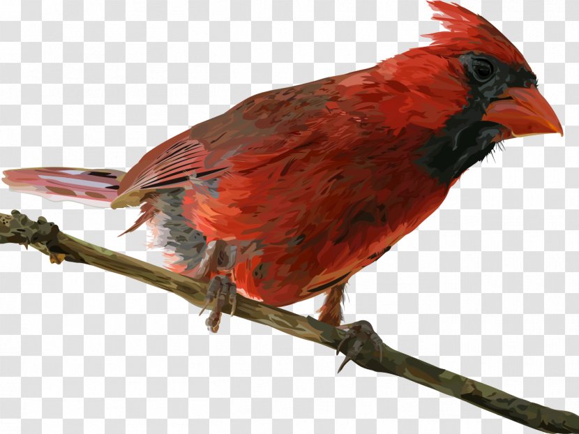 Cardinal Bird - Beak - Perching Songbird Transparent PNG