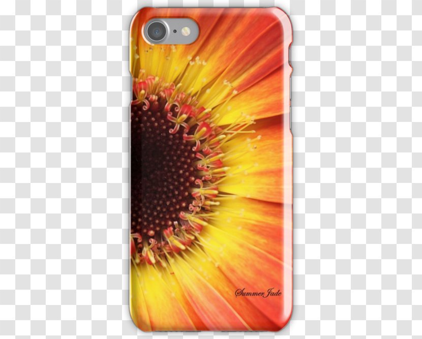 Common Sunflower Transvaal Daisy Mobile Phone Accessories Phones IPhone - Flowering Plant - Orange Gerbera Transparent PNG