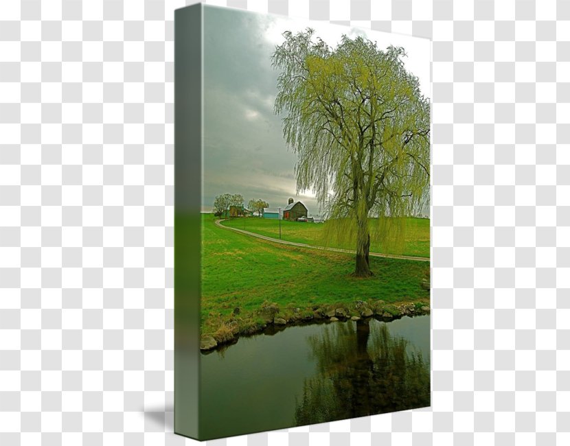 Vegetation Landscape Bayou Land Lot Water Resources - Nature - Weeping Willow Transparent PNG