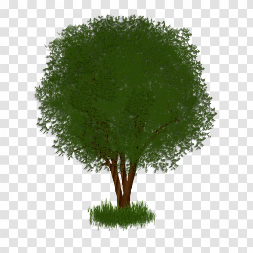 Tree Shrub Plant Herb Branching - Atm Transparent PNG