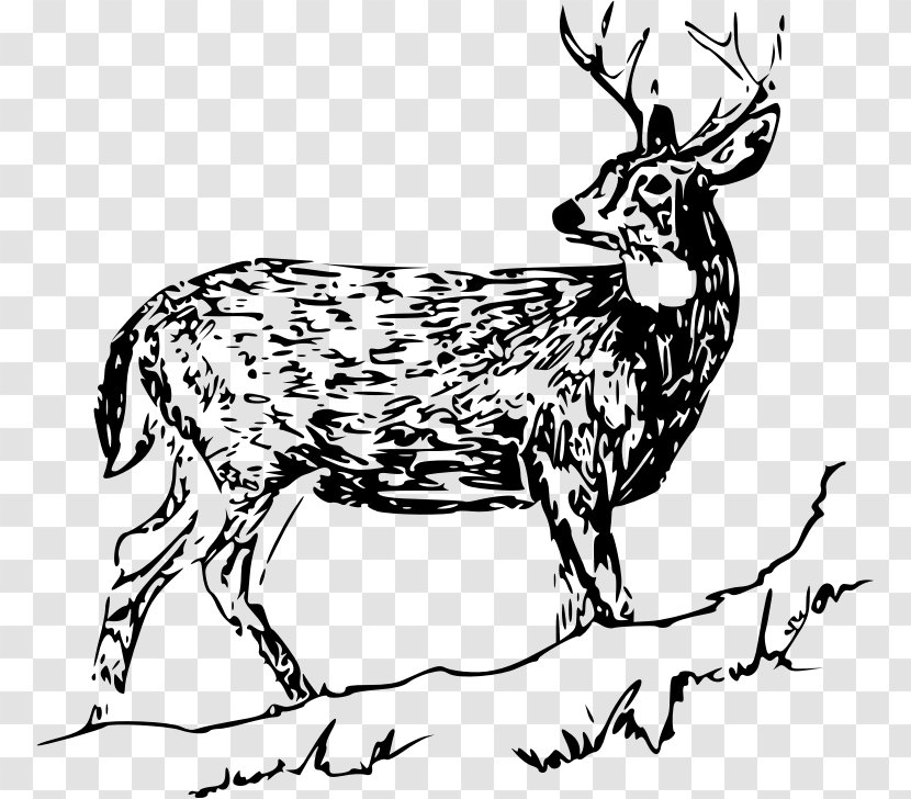 White-tailed Deer Drawing Reindeer Clip Art - Vertebrate - Stag Transparent PNG