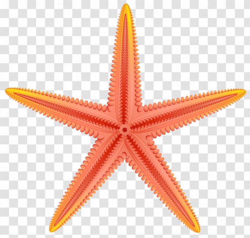 Web Design - Starfish - Symmetry Orange Transparent PNG
