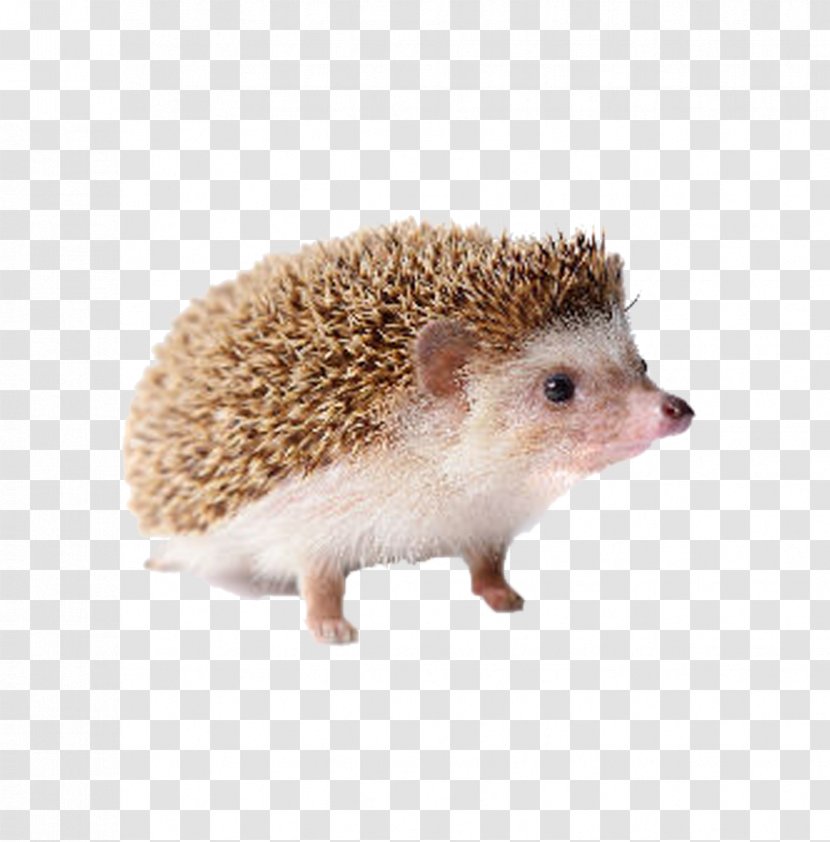 Domesticated Hedgehog Four-toed Porcupine - Fur - Cute Transparent PNG