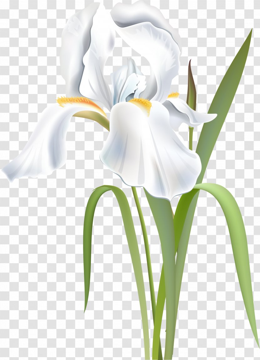 Flower Irises Orris Root Iridaceae White Transparent PNG