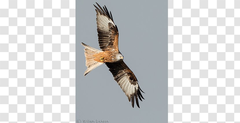 Bald Eagle Bird Of Prey Kite Buzzard - Vulture Transparent PNG