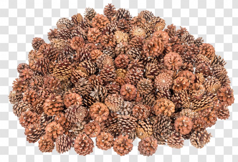 Pine Green Roof Askartelu Conifer Cone Christmas Day - Do It Yourself - EUKALYPTUS Transparent PNG