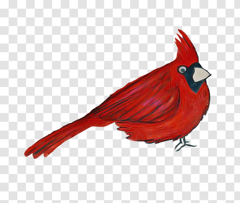 Bird Cardinal Northern Red Beak - Tail Perching Transparent PNG