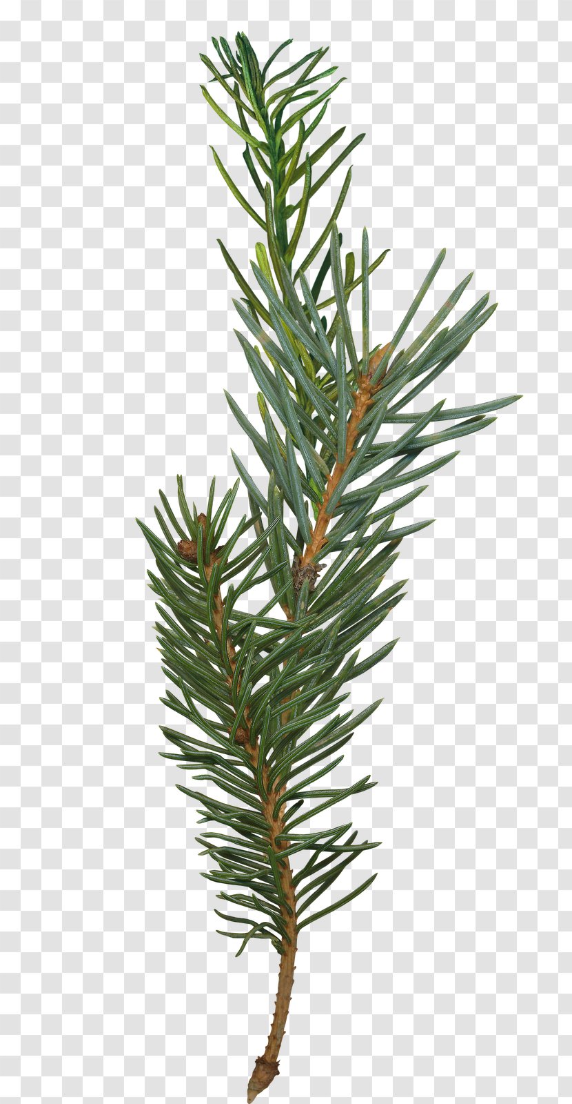 Pine Fir Branch Spruce Tree - Fir-tree Transparent PNG