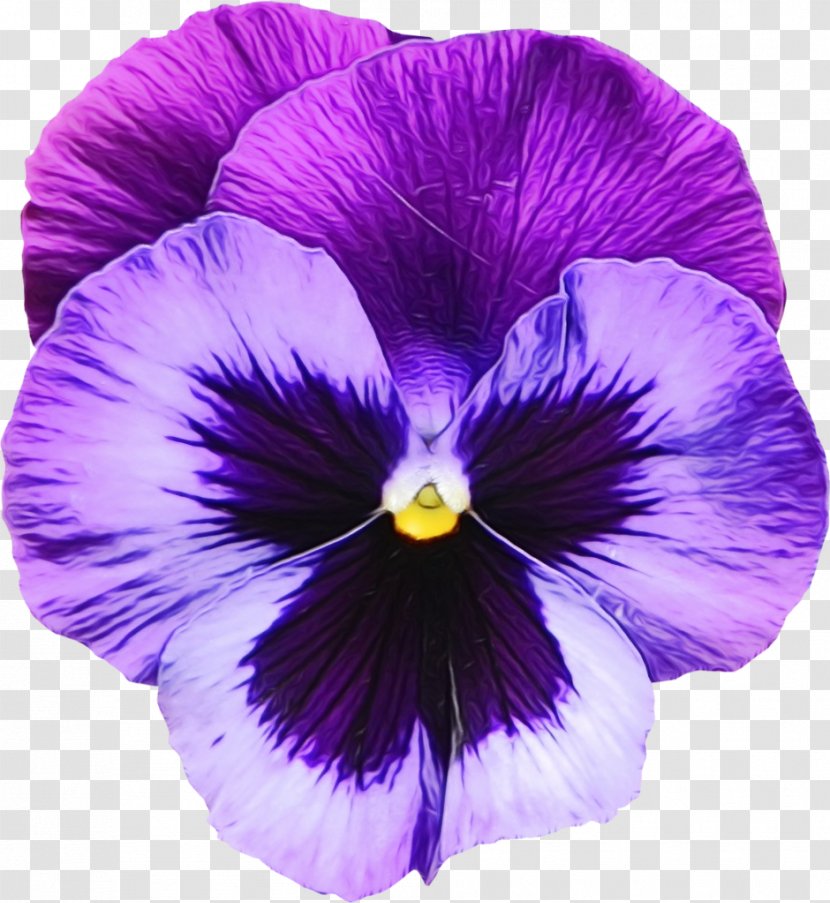 Purple Watercolor Flower - Violaceae - Morning Glory Viola Transparent PNG