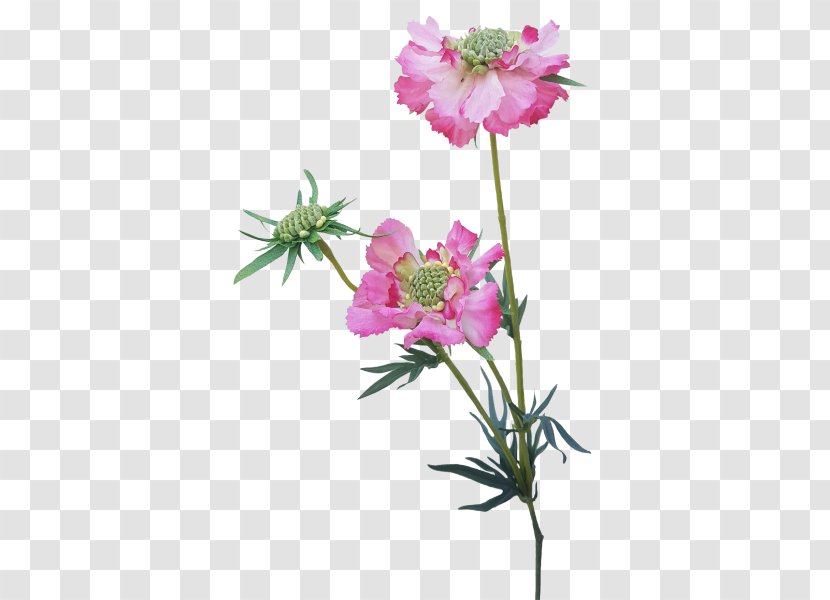 Pink Cut Flowers Plant Stem Herbaceous - Flora - Artificial Mala Transparent PNG