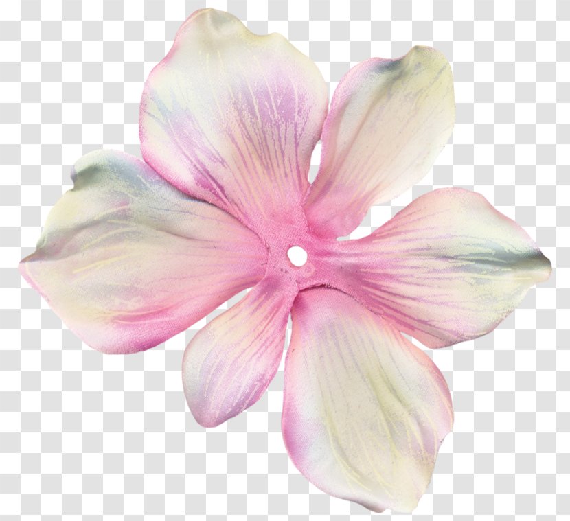 Cut Flowers - Flowering Plant - Petal Transparent PNG