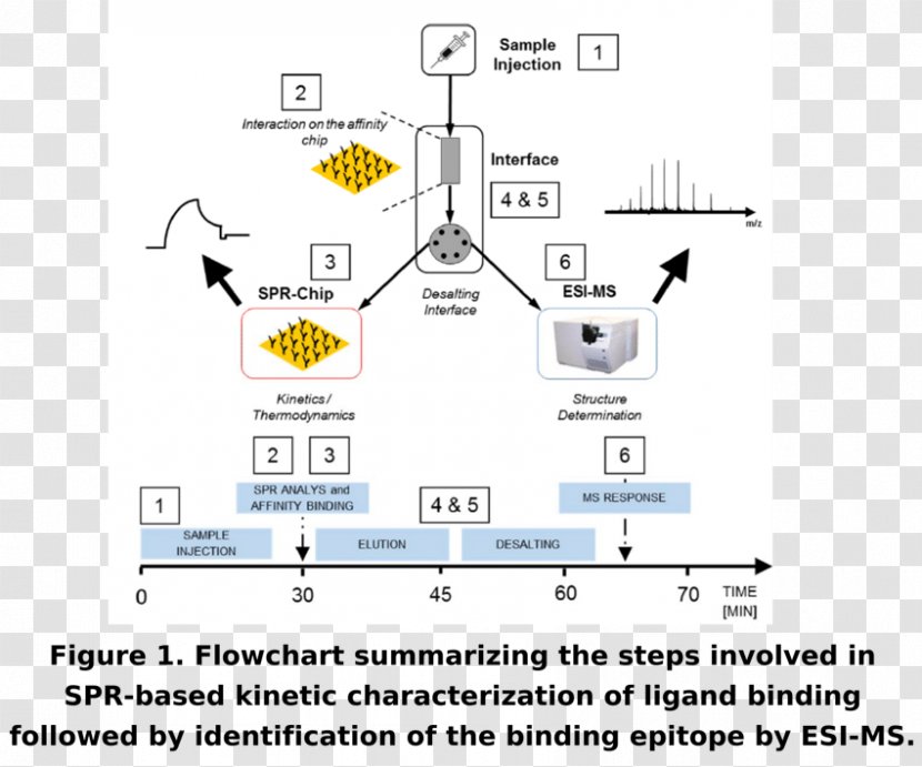 Size-exclusion Chromatography High-performance Liquid Molecule Gas - Surface Plasmon Resonance Transparent PNG