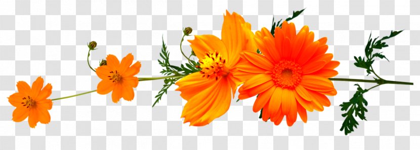 Clip Art - Plant - Flower Transparent PNG