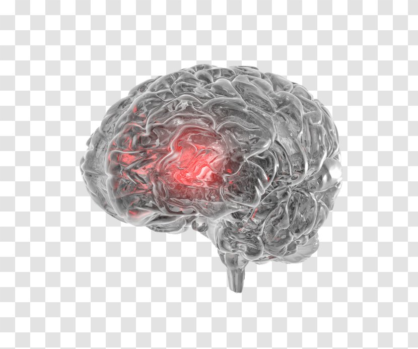 Human Brain Agy Cerebral Aqueduct Auditory Cortex - Watercolor Transparent PNG