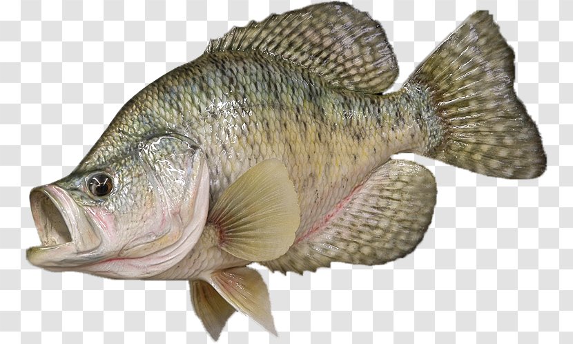 Tilapia Bass White Crappie Perch Black - Operculum - Fishing Transparent PNG