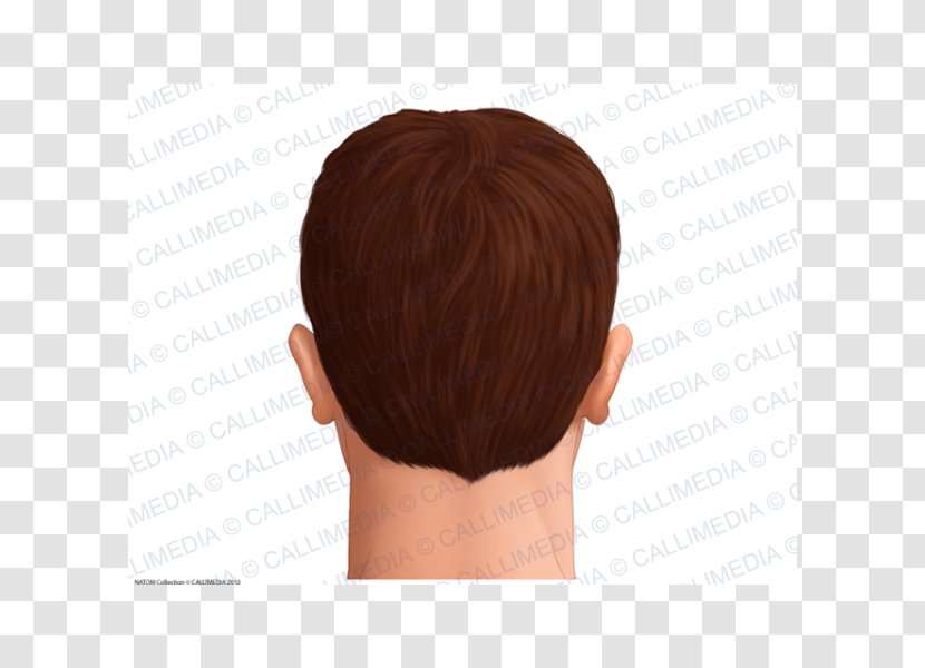 Head Anatomy Skin Hair Man - Capelli Transparent PNG