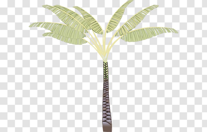 Palm Tree - Plant Stem Flower Transparent PNG