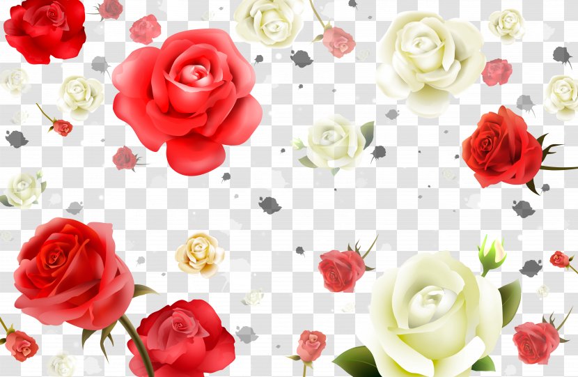 Beach Rose Flower White Petal - Red And Roses Background Material Transparent PNG