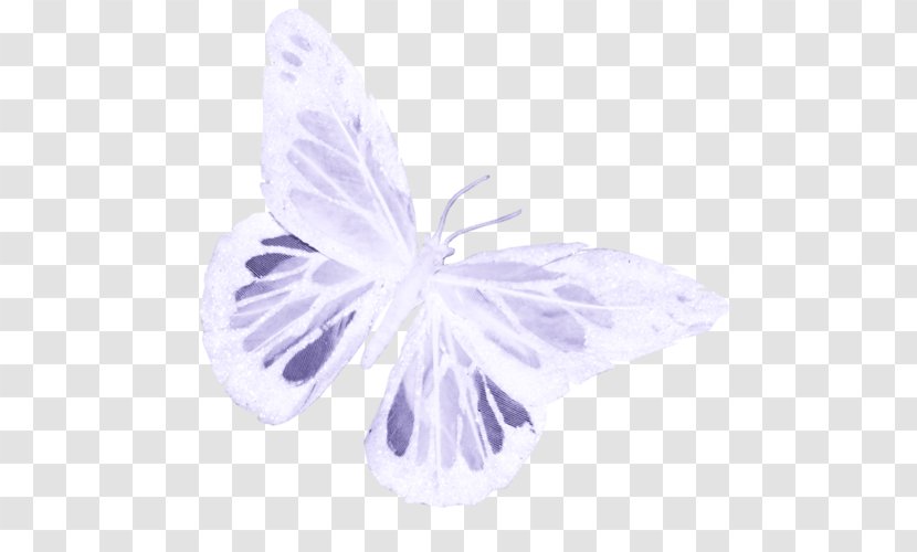 Lilac - Petal - Wing Transparent PNG