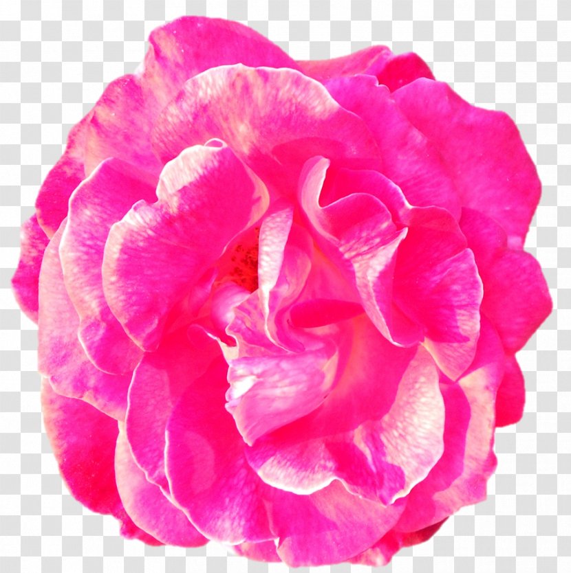 Garden Roses Cabbage Rose Peony Cut Flowers Pink M - Flowering Plant Transparent PNG