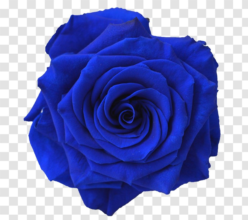 Blue Rose Flower Navy Clip Art - Cobalt Transparent PNG