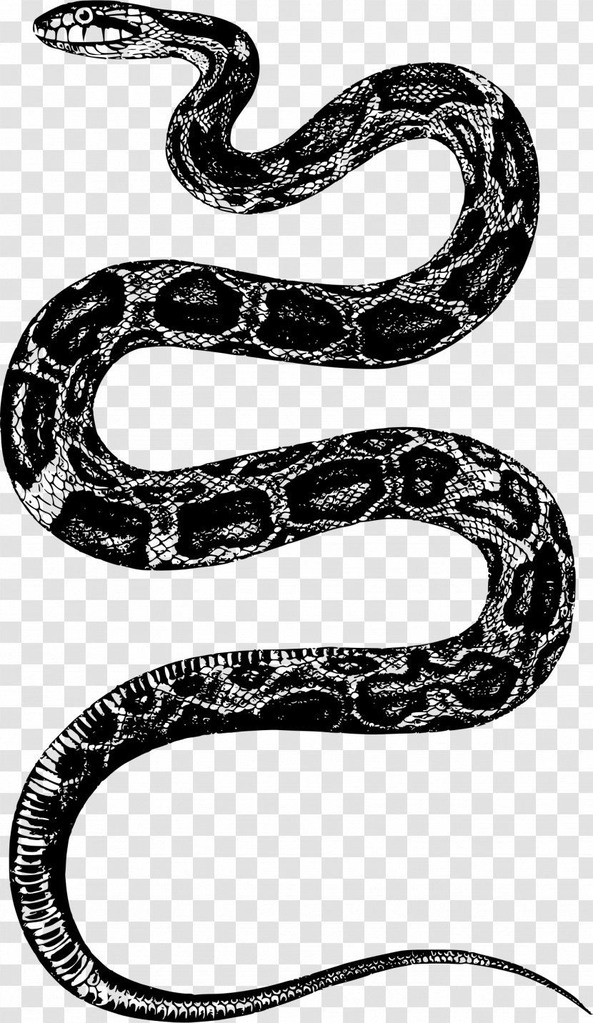 Rattlesnake Reptile Clip Art - Crotalus Ruber - Snakes Transparent PNG