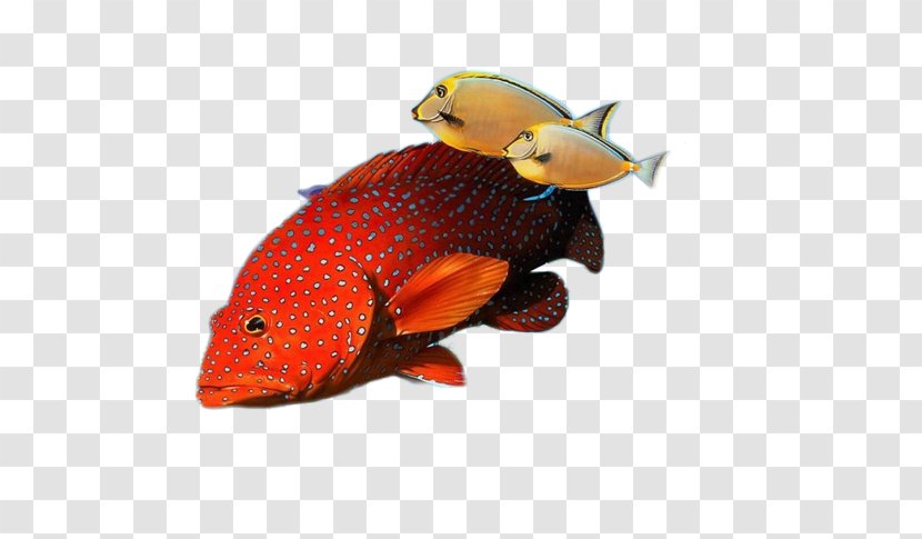 Ornamental Fish Wallpaper - Beautiful Creative Picture Transparent PNG