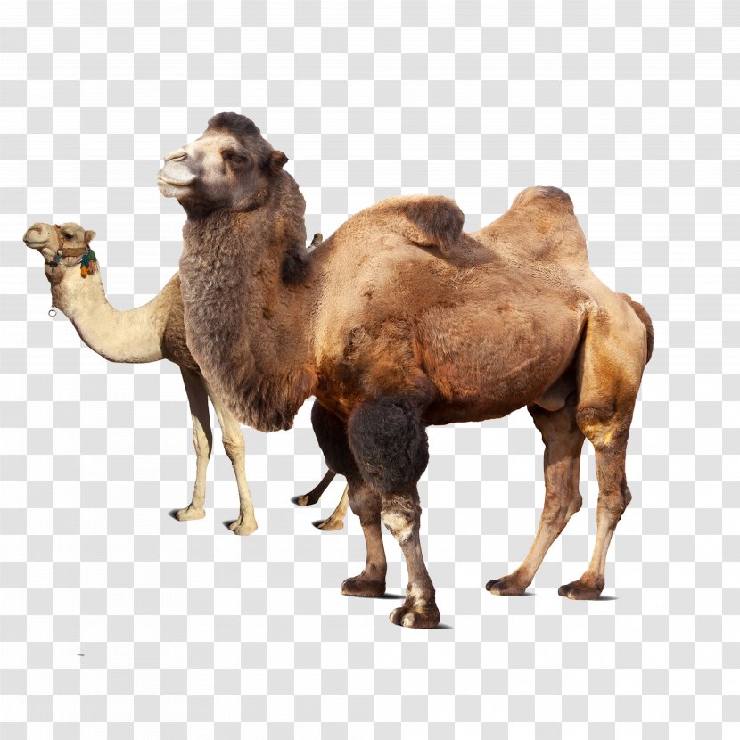 Dromedary Bactrian Camel Takin Markhor - Livestock - Camels Transparent PNG