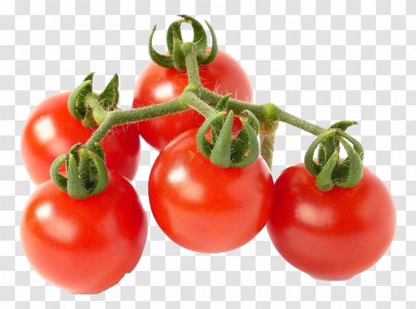 Tomato - Food - Plant Bush Transparent PNG