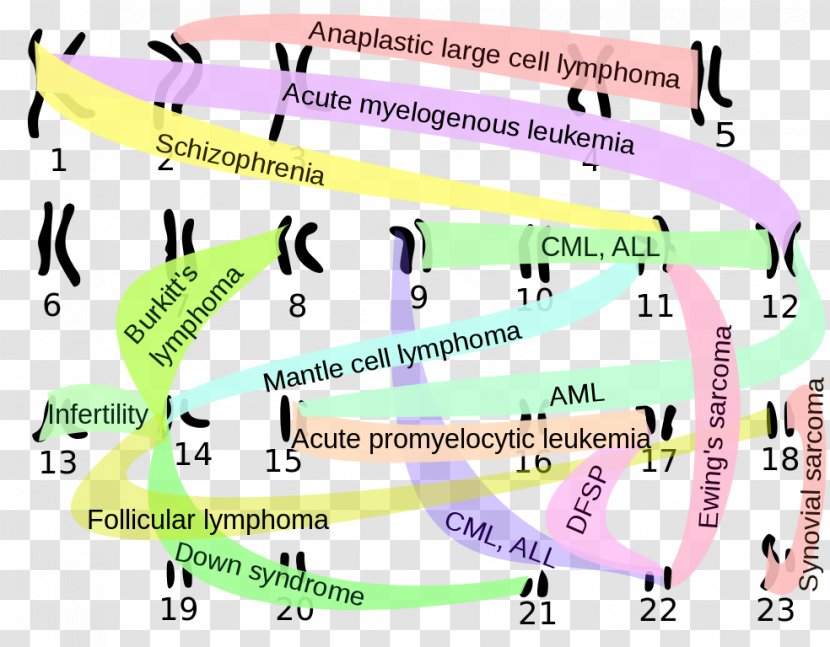 Chromosomal Translocation Philadelphia Chromosome Abnormality Karyotype - Organism Transparent PNG