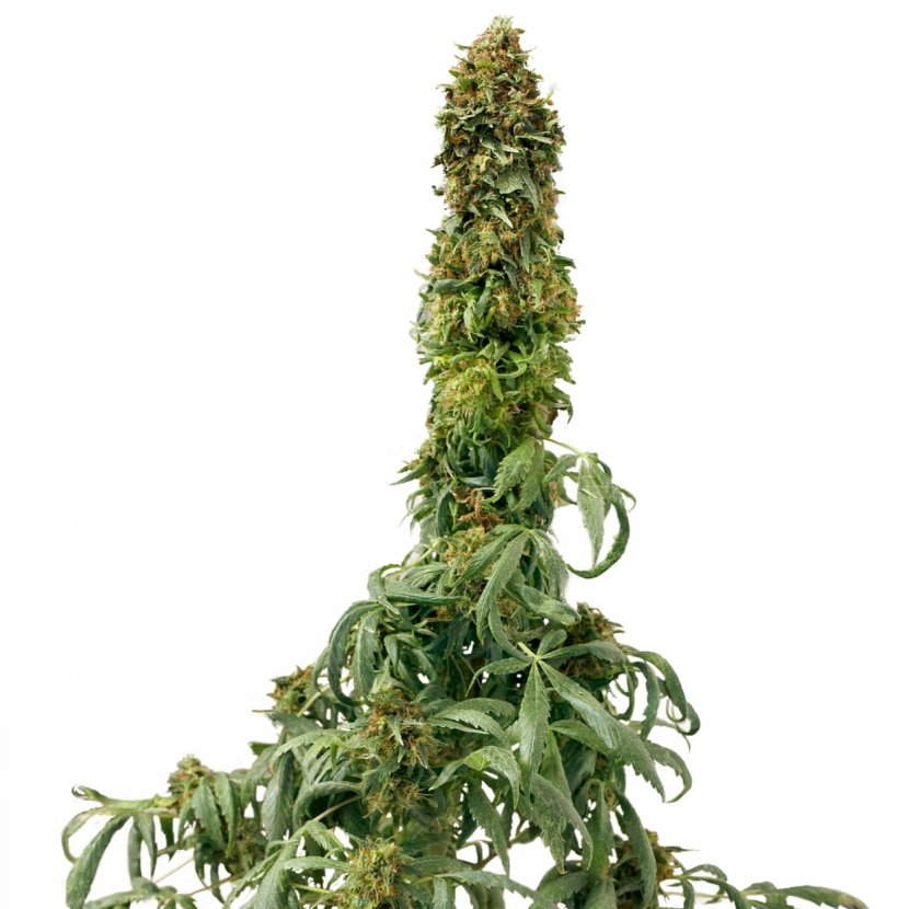 Car Autoflowering Cannabis Seed Ruderalis - Grass - Skunk Transparent PNG