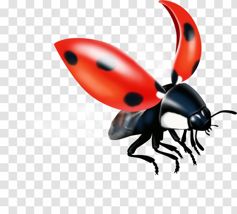 Weevil Insect Pest Lady Bird - Beetle Transparent PNG