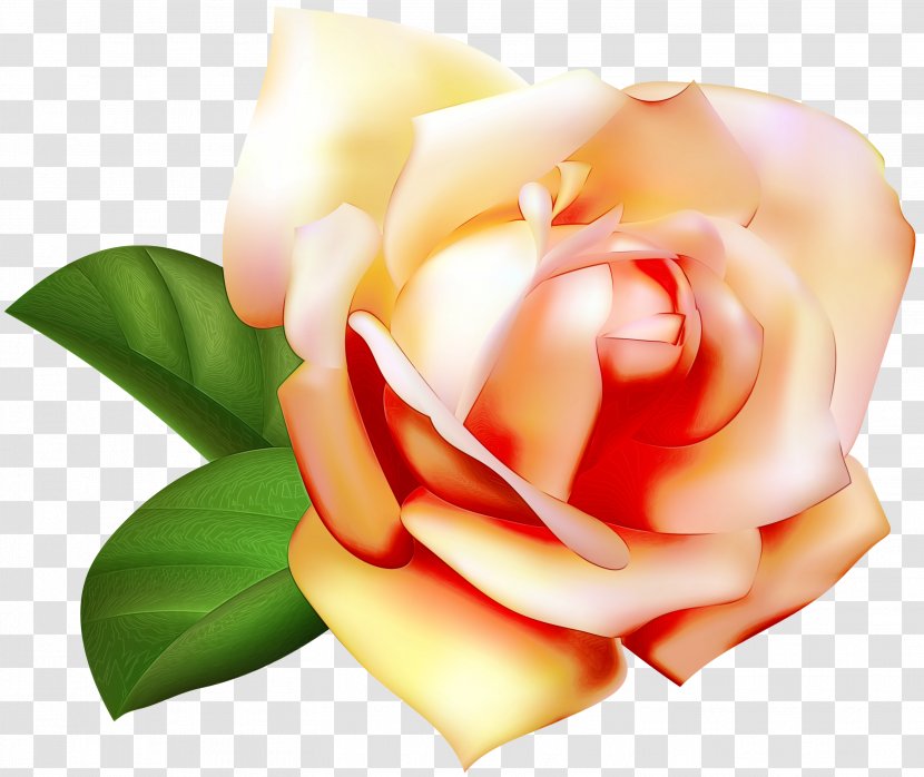 Garden Roses - Wet Ink - Yellow Rose Family Transparent PNG
