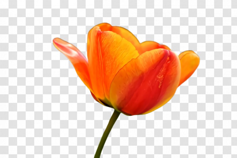 Orange - Flower - Plant Stem Closeup Transparent PNG
