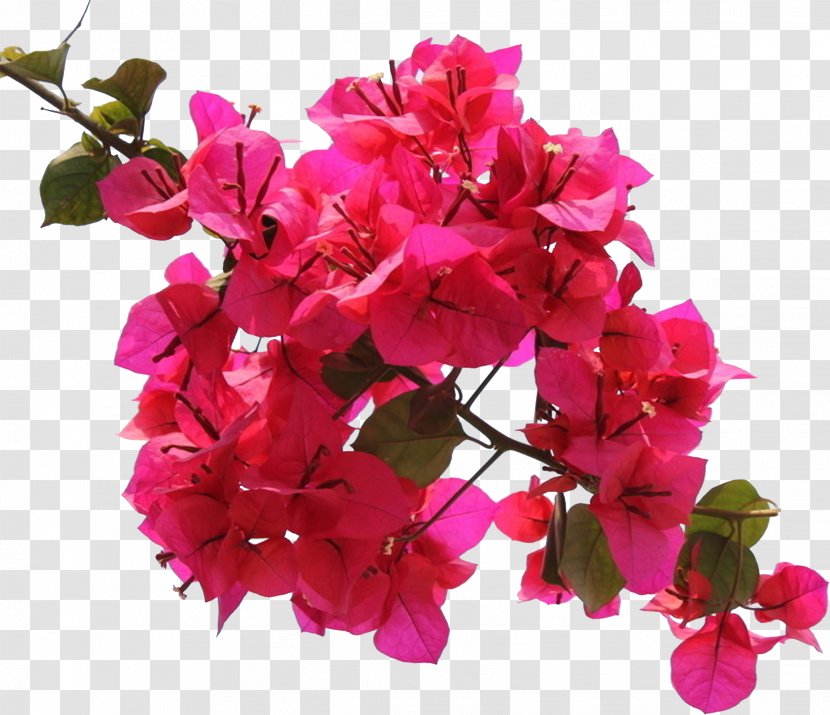 Bougainvillea Flower Ipomoea Nil Petal - Trigonometry - Triangle Plum Transparent PNG