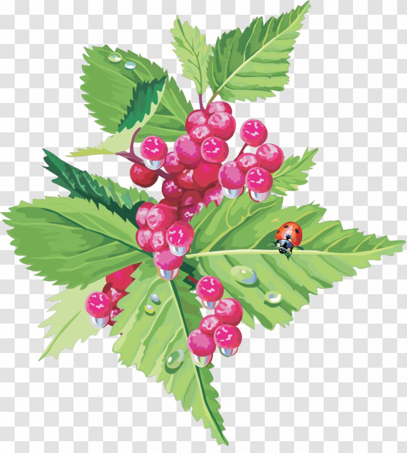 Raspberry Fruit Cherry Food - Berries Transparent PNG