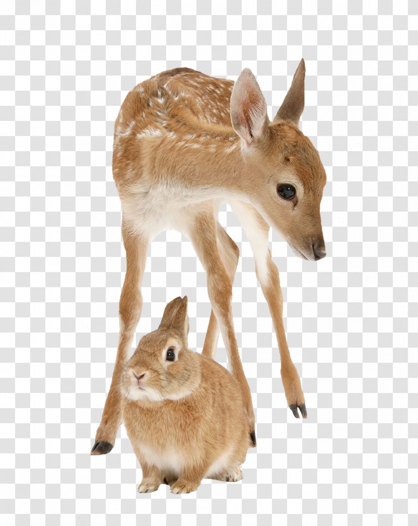 Kitten Deer Portrait Photography - Fauna - Rabbit And Transparent PNG