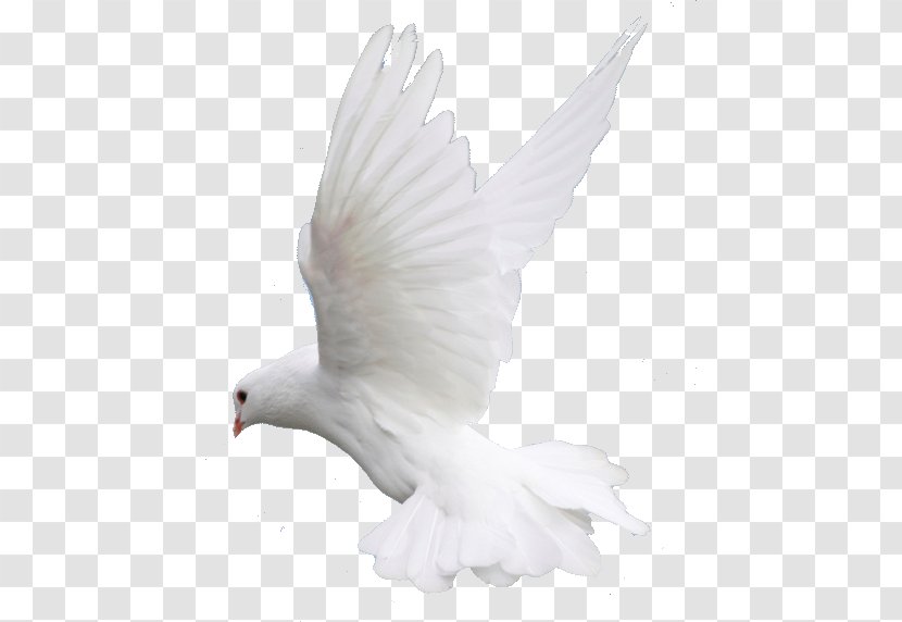 Columbidae Bird Flight Clip Art - Release Dove - Fly, Flying, Dove, Wedding Image Transparent PNG