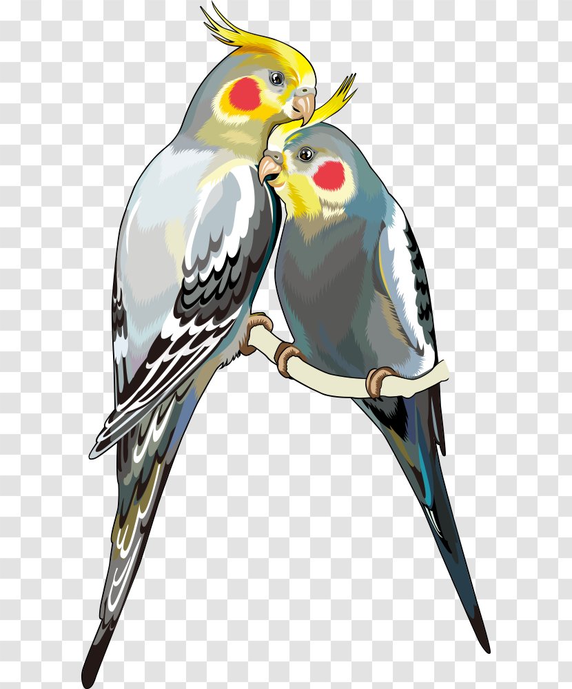 Cockatiel Parrot Bird Stock Photography Clip Art - Parakeet - Vector Transparent PNG