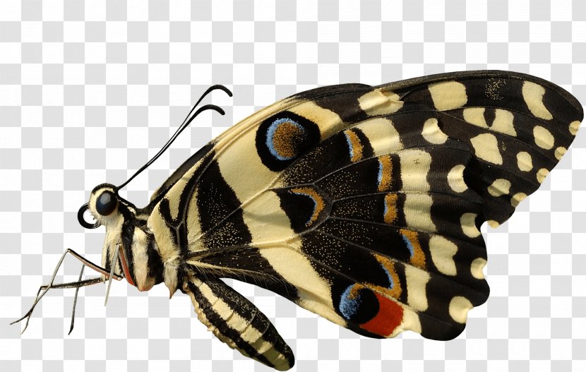 Butterfly Insect - Invertebrate - Image Transparent PNG