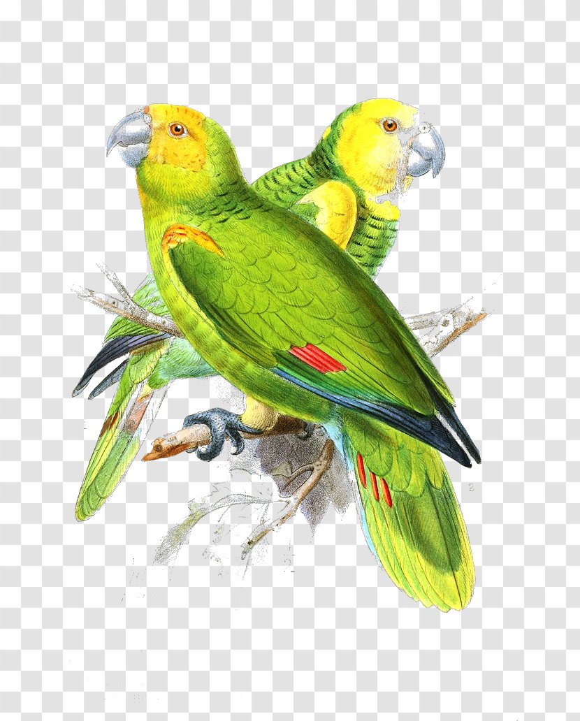 Lovebird Parrot Painting - Parakeet Transparent PNG