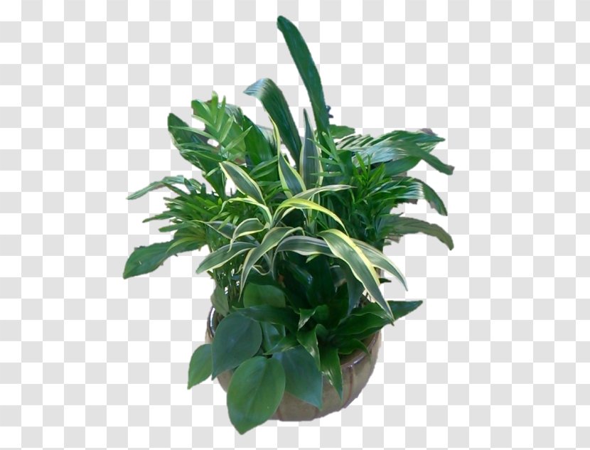 Leaf Flowerpot Houseplant Herb Plant Stem Transparent PNG