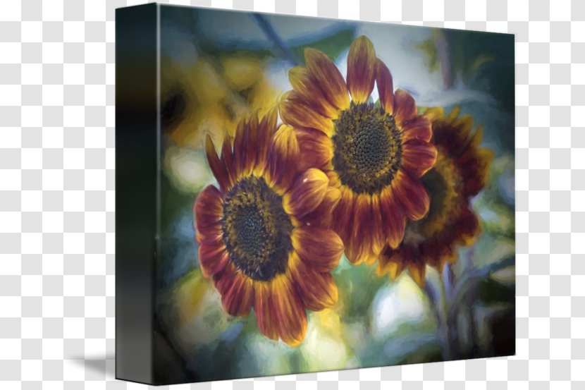 Common Sunflower Seed Daisy Family Petal - Plant - Watercolor Transparent PNG