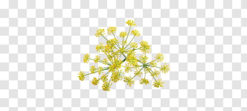 Cow Parsley Fennel Anise Stock Photography - Drawing - Flower Transparent PNG