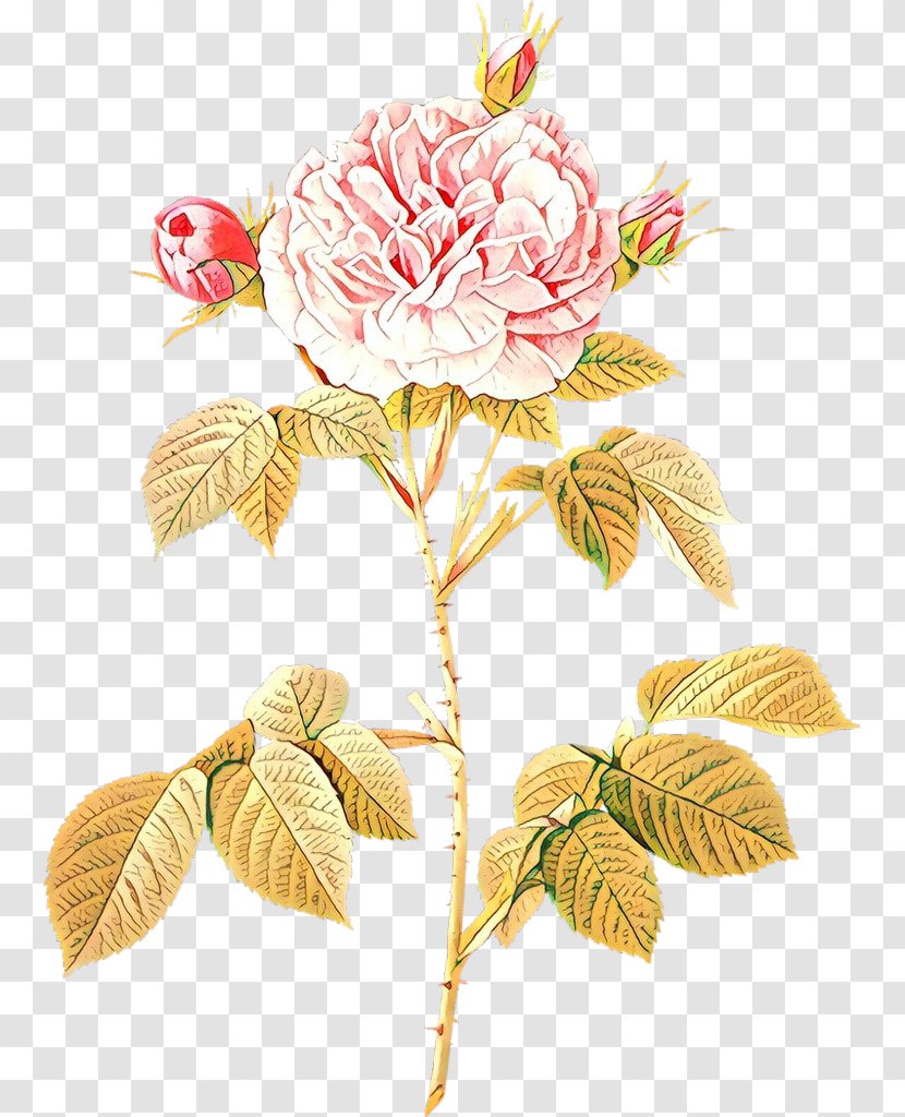 Moss Rose Illustration Rosa 'Great Maiden's Blush' Stock Photography French - White Of York - Flower Transparent PNG